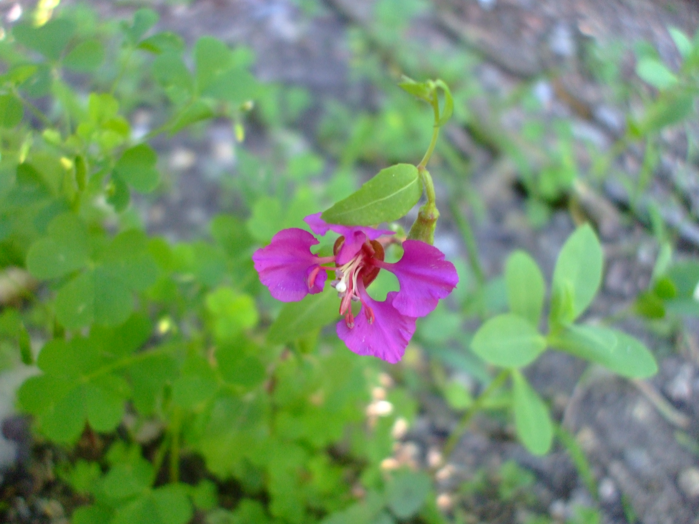 Clarkia unguiculata